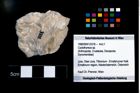 Foto (Objekt + Etikett) von Cyclothyreus sp.  (NHMW-GEO-1990-0041-3318)
